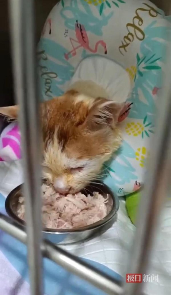 炫多配资 重庆掉进火锅的猫咪不治身亡，此前曾被安排康复后到火锅店当“保安”
