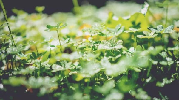 高亿管理 夏日素美食：醋泡姜