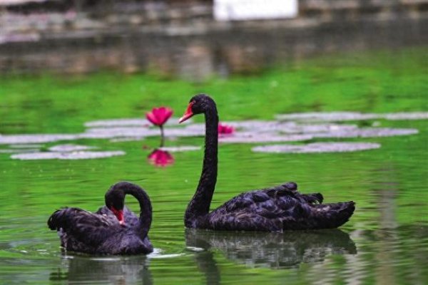 众豪配资 学校来了新宠“鹅”海南医科大学校友捐赠两只黑天鹅，成为校园独特风景线