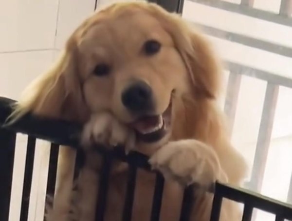 维嘉优配平台 为什么我们离不开宠物？是他们的情绪价值，悄悄填满了我们的生活缺口！